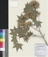 藏品(青楓)的圖片